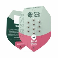 Special Queen  numero 1 semi cannabis Royal Queen Seeds