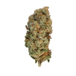 Special Queen  numero 1 semi cannabis Royal Queen Seeds