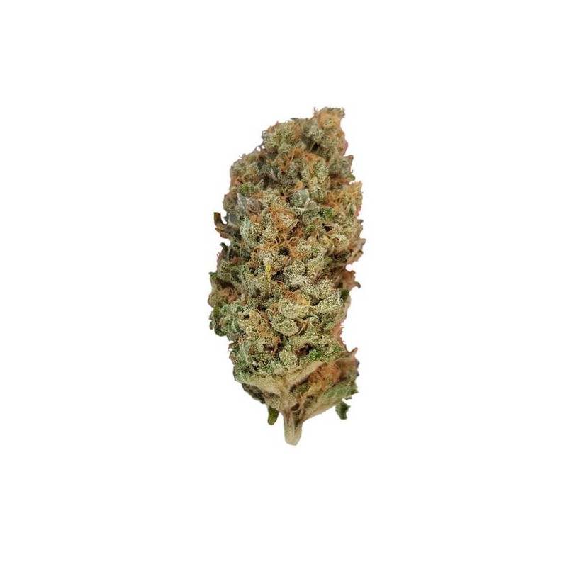 Special Queen  numero 1 semi cannabis Royal Queen Seeds