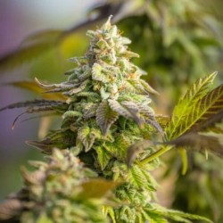 Special Queen  numero 1 semi cannabis Royal Queen Seeds
