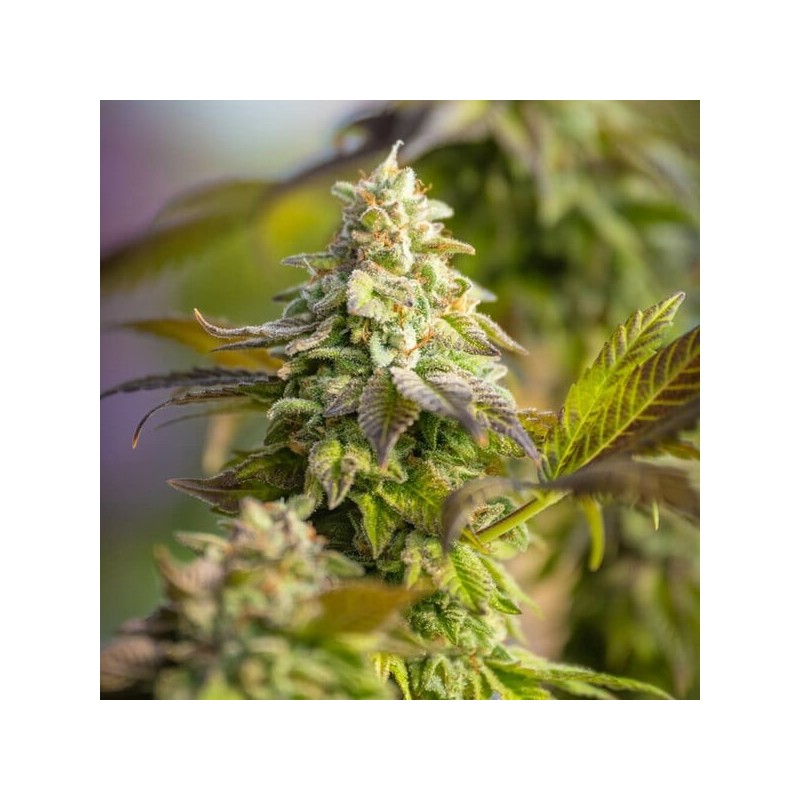 Special Queen  numero 1 semi cannabis Royal Queen Seeds