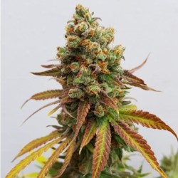 Special Queen  numero 1 semi cannabis Royal Queen Seeds
