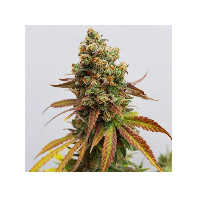 Special Queen  numero 1 semi cannabis Royal Queen Seeds