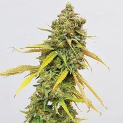 Special Queen  numero 1 semi cannabis Royal Queen Seeds
