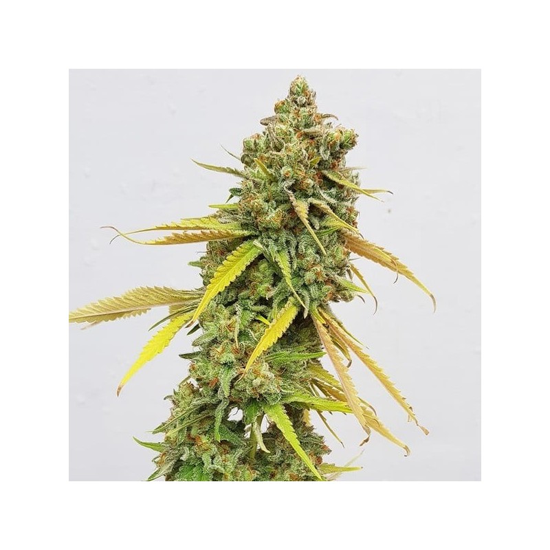 Special Queen  numero 1 semi cannabis Royal Queen Seeds