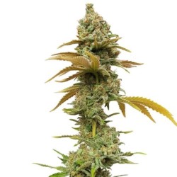 Special Queen  numero 1 semi cannabis Royal Queen Seeds