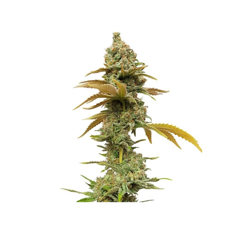 Special Queen  numero 1 semi cannabis Royal Queen Seeds