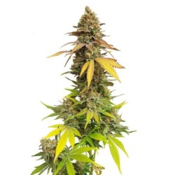 Special Queen  numero 1 semi cannabis Royal Queen Seeds