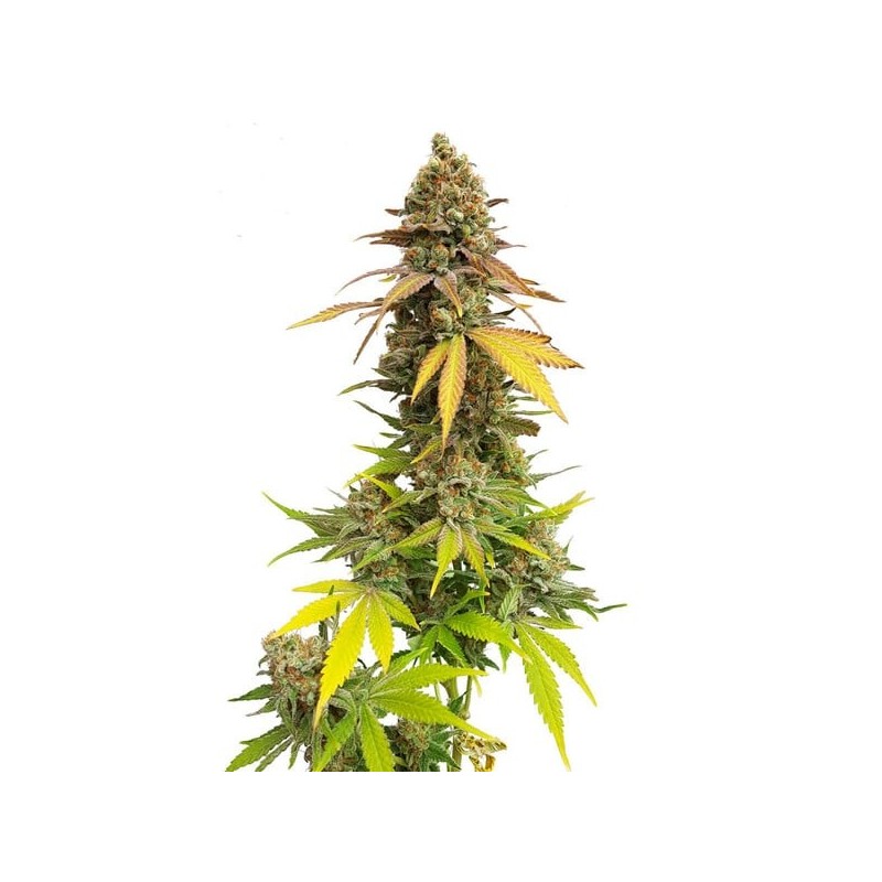 Special Queen  numero 1 semi cannabis Royal Queen Seeds