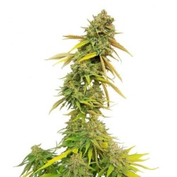 Special Queen  numero 1 semi cannabis Royal Queen Seeds