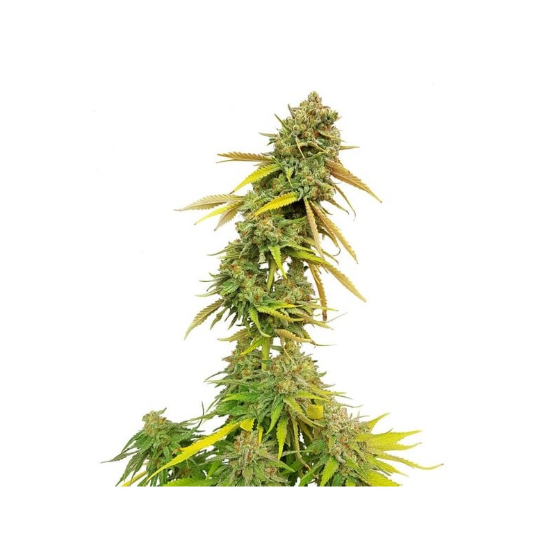 Special Queen  numero 1 semi cannabis Royal Queen Seeds