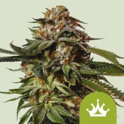 Special Queen 1 Auto semi cannabis Royal Queen Seeds