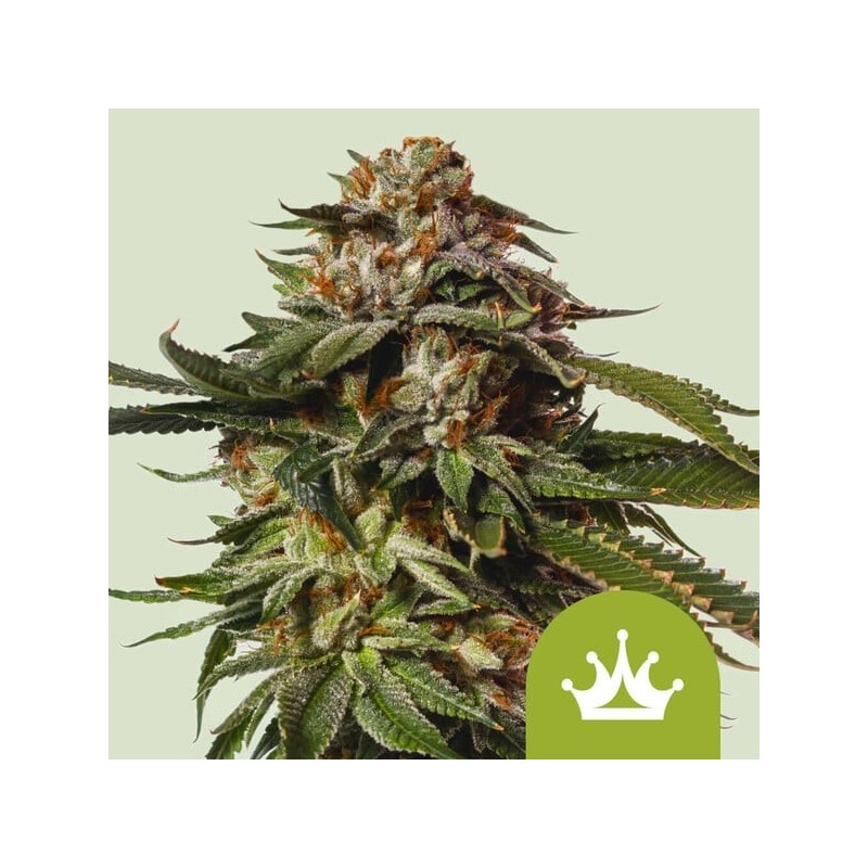 Special Queen 1 Auto semi cannabis Royal Queen Seeds