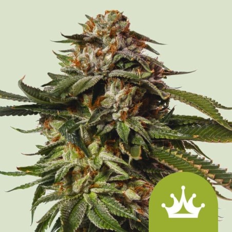 Special Queen 1 Auto semi cannabis Royal Queen Seeds