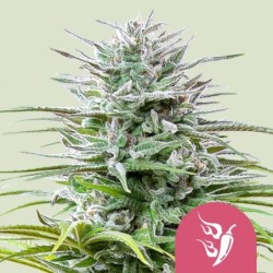 Speedy Chile FAST VERSION semi cannabis Royal Queen Seeds
