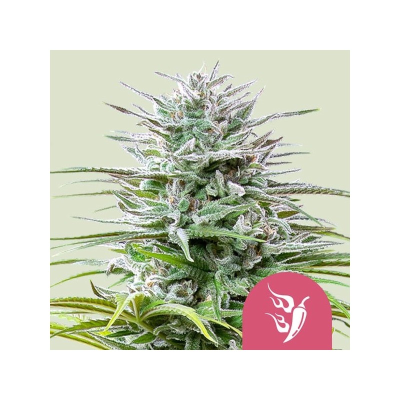 Speedy Chile FAST VERSION semi cannabis Royal Queen Seeds