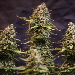Speedy Chile FAST VERSION semi cannabis Royal Queen Seeds