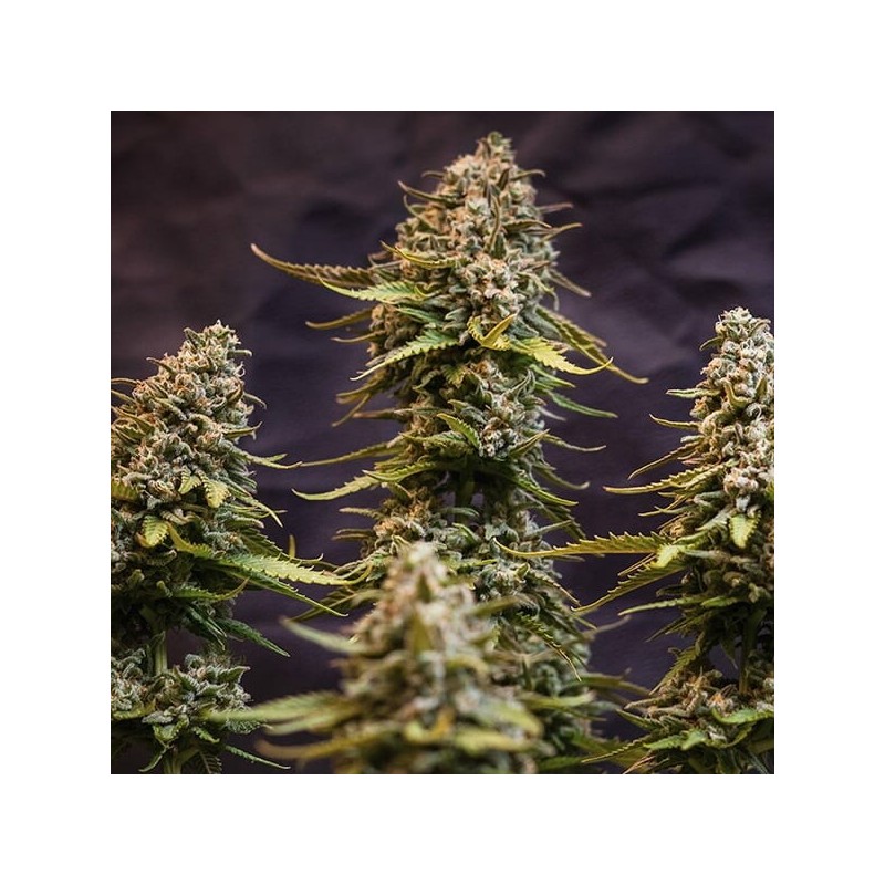 Speedy Chile FAST VERSION semi cannabis Royal Queen Seeds
