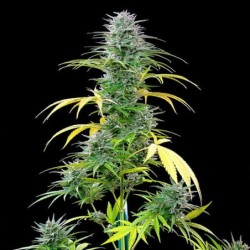Speedy Chile FAST VERSION semi cannabis Royal Queen Seeds