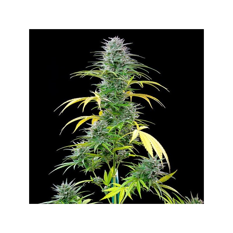 Speedy Chile FAST VERSION semi cannabis Royal Queen Seeds