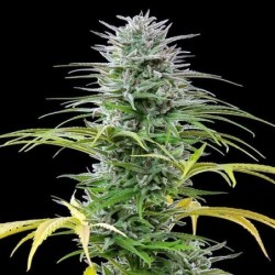 Speedy Chile FAST VERSION semi cannabis Royal Queen Seeds