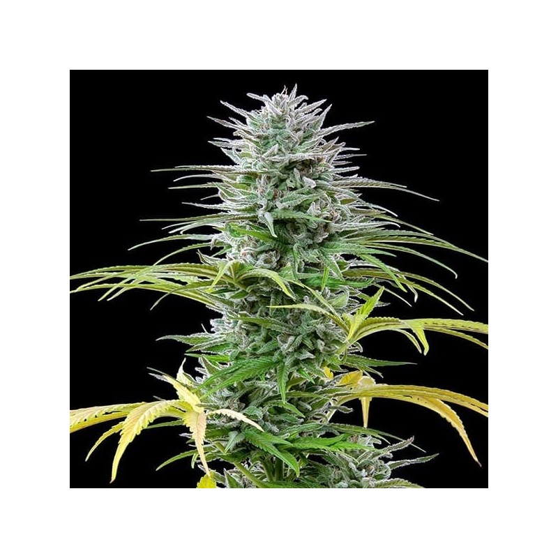 Speedy Chile FAST VERSION semi cannabis Royal Queen Seeds