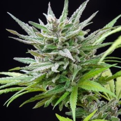 Speedy Chile FAST VERSION semi cannabis Royal Queen Seeds