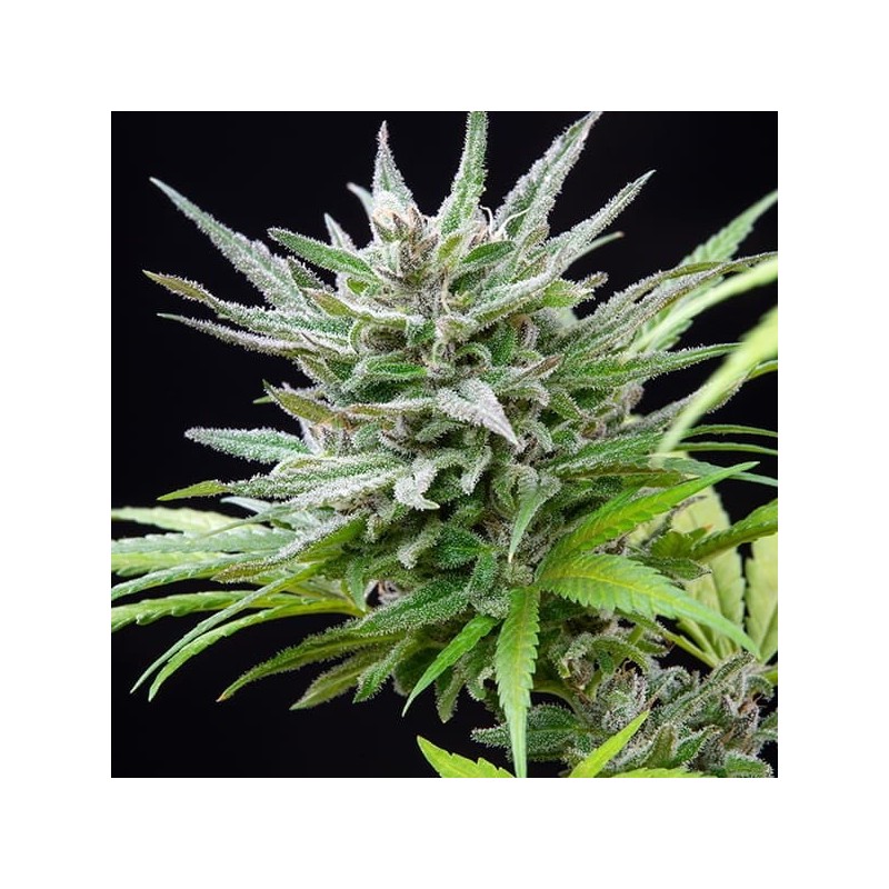 Speedy Chile FAST VERSION semi cannabis Royal Queen Seeds