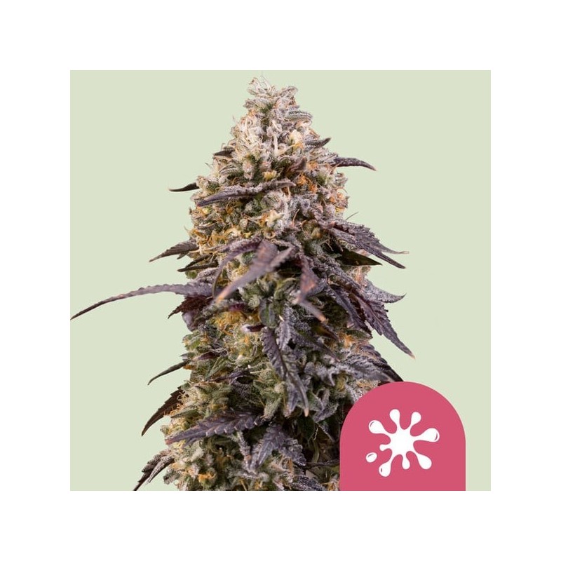 Sticky Queen semi cannabis Royal Queen Seeds