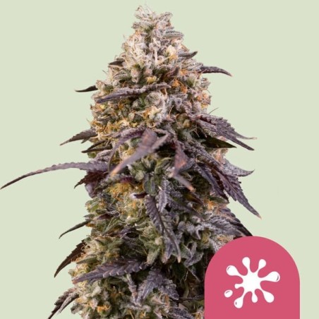 Sticky Queen semi cannabis Royal Queen Seeds