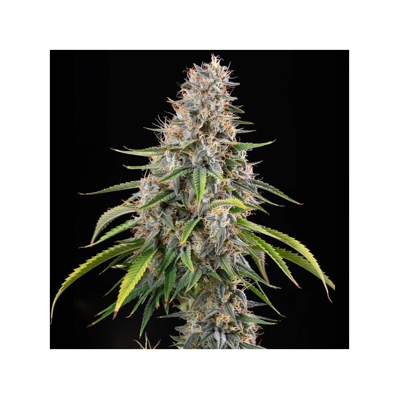 Sticky Queen semi cannabis Royal Queen Seeds