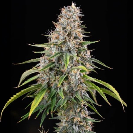 Sticky Queen semi cannabis Royal Queen Seeds