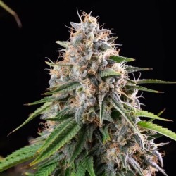 Sticky Queen semi cannabis Royal Queen Seeds