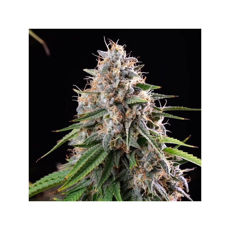 Sticky Queen semi cannabis Royal Queen Seeds