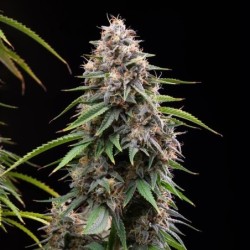 Sticky Queen semi cannabis Royal Queen Seeds