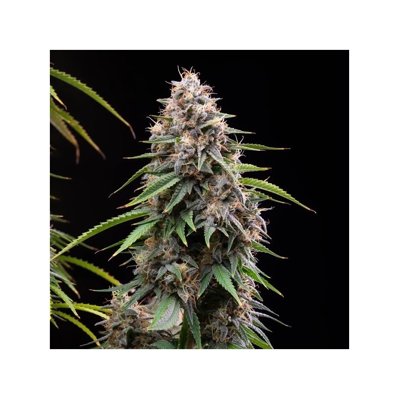 Sticky Queen semi cannabis Royal Queen Seeds
