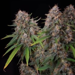 Sticky Queen semi cannabis Royal Queen Seeds