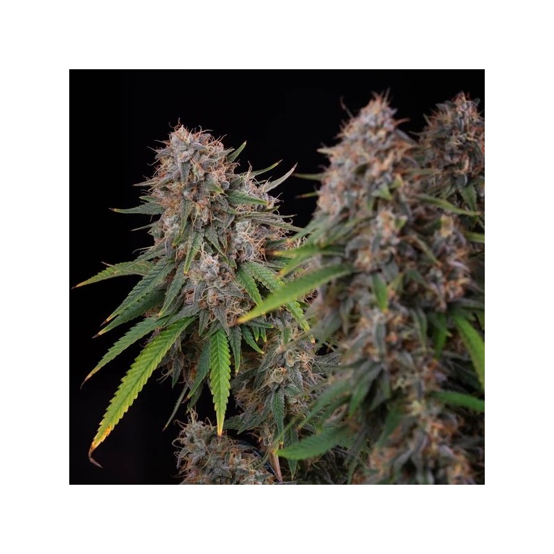 Sticky Queen semi cannabis Royal Queen Seeds