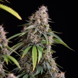 Sticky Queen semi cannabis Royal Queen Seeds