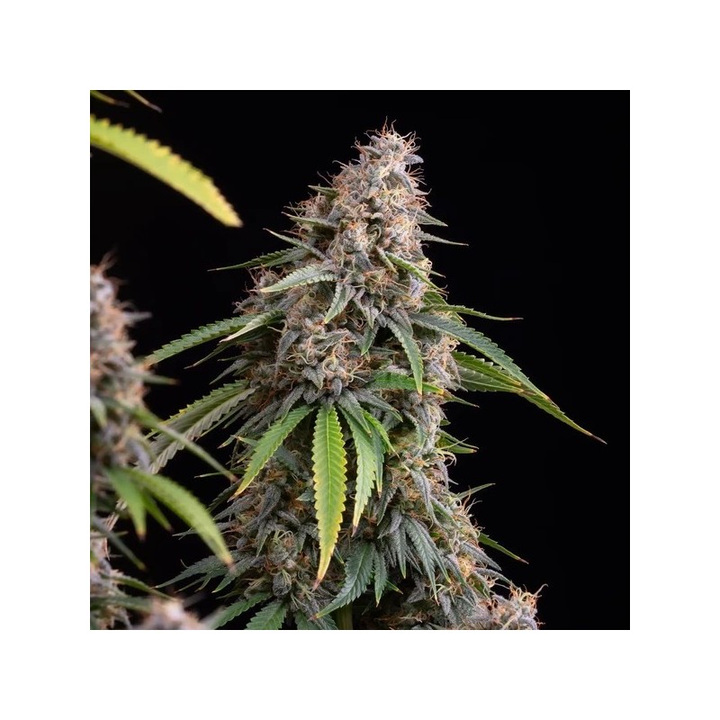 Sticky Queen semi cannabis Royal Queen Seeds