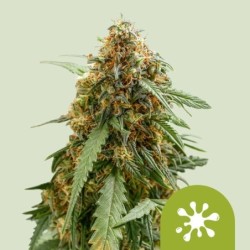 Sticky Queen Auto semi cannabis Royal Queen Seeds