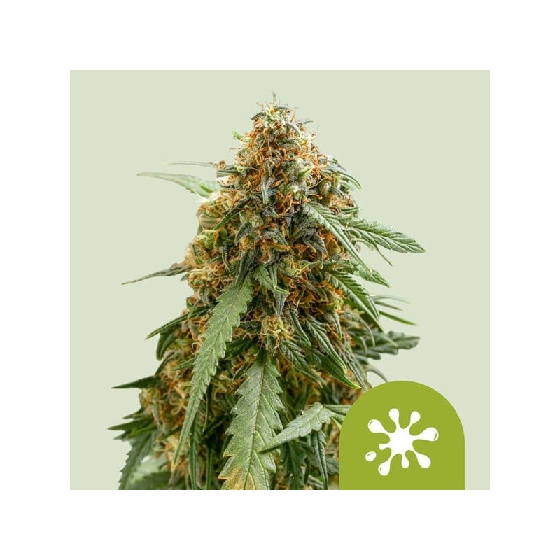 Sticky Queen Auto semi cannabis Royal Queen Seeds