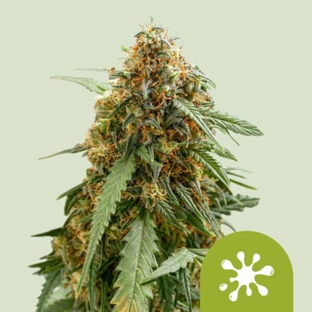 Sticky Queen Auto semi cannabis Royal Queen Seeds