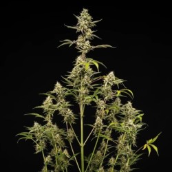 Sticky Queen Auto semi cannabis Royal Queen Seeds