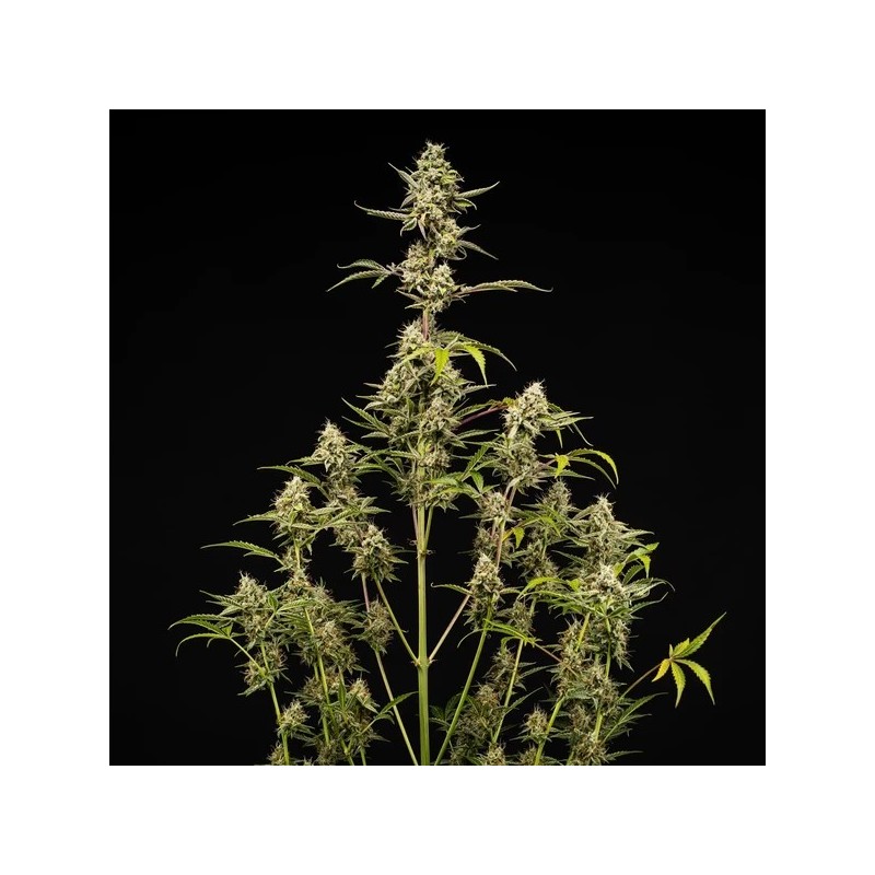 Sticky Queen Auto semi cannabis Royal Queen Seeds