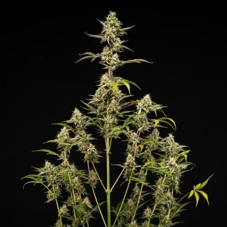 Sticky Queen Auto semi cannabis Royal Queen Seeds