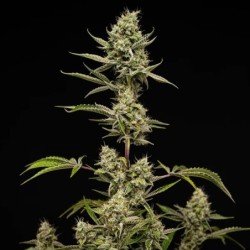 Sticky Queen Auto semi cannabis Royal Queen Seeds