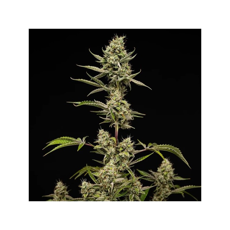 Sticky Queen Auto semi cannabis Royal Queen Seeds