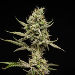 Sticky Queen Auto semi cannabis Royal Queen Seeds