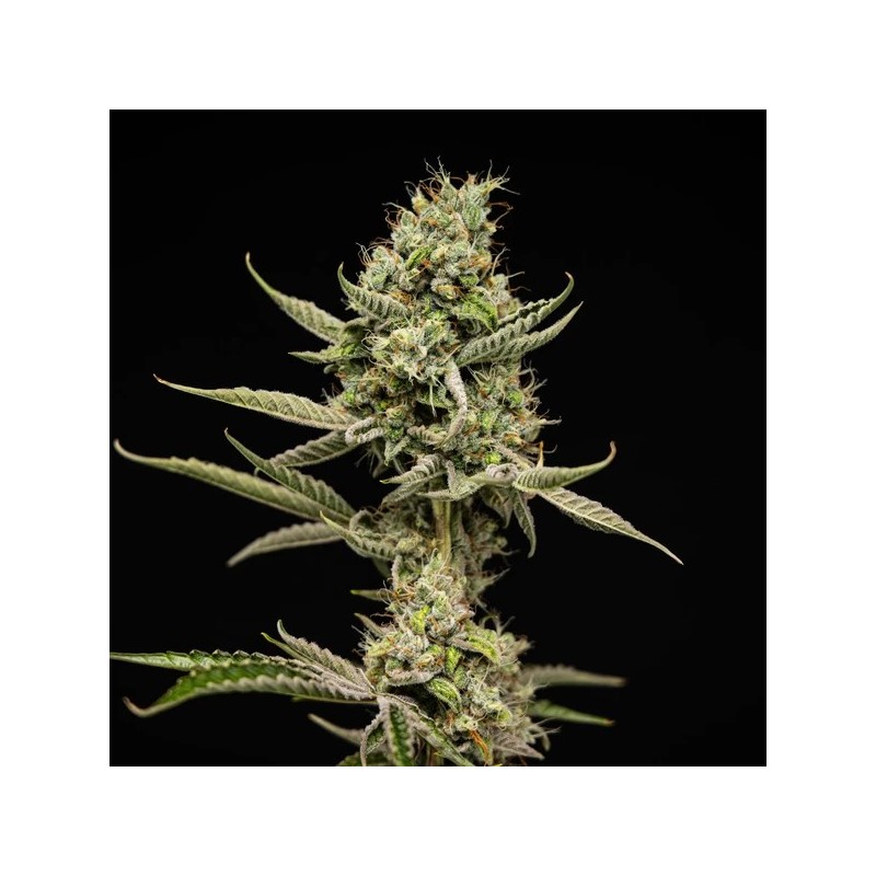 Sticky Queen Auto semi cannabis Royal Queen Seeds